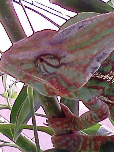 Lucky.close up.sun.7.27.15.mm