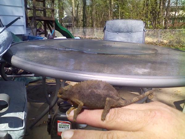 Lucky On my hand , enjoying the sun .