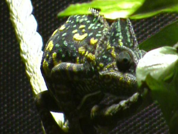 Lucy Gravid