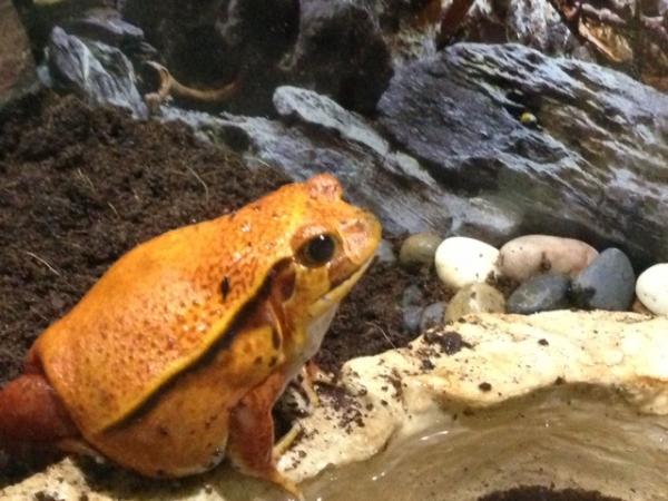 Lucy my Tomato Frog
