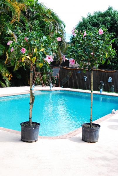 Luie and Camille's outside basking and misting trees 9-4-09