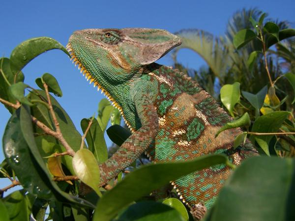 Luie in the top of his tree in the back yard.  14 months old