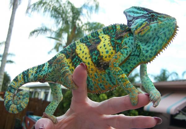 Luie showing colors that I didn't even know he had when Lizbeth came home and brought some of her chameleons.