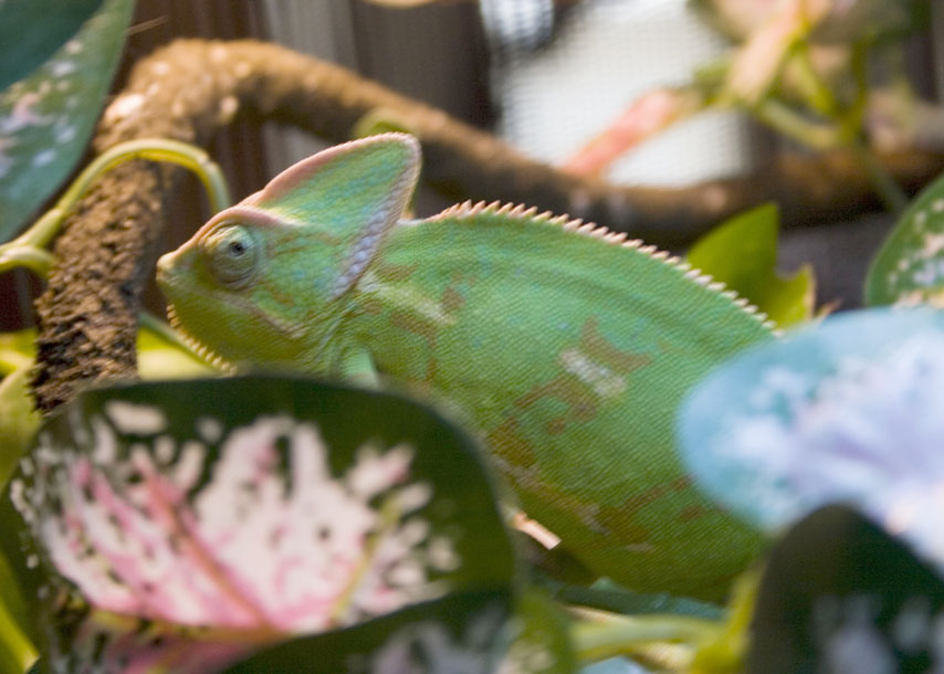 Lyme, Female Veiled Chameleon