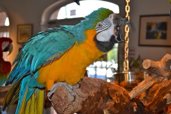 Macaw