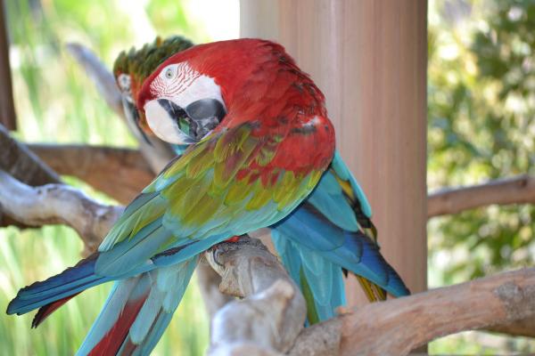 Macaw