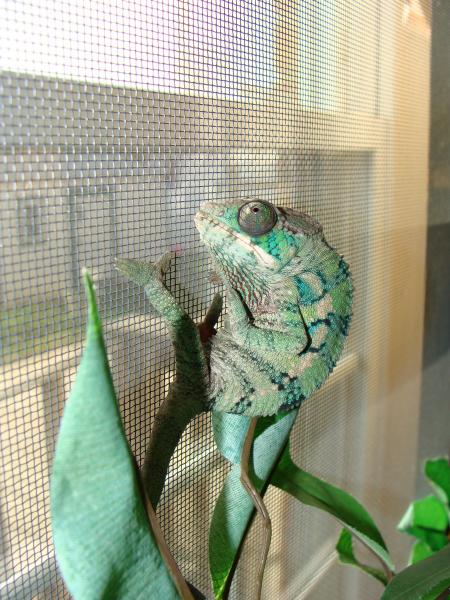 Machu enjoying the sun through the window