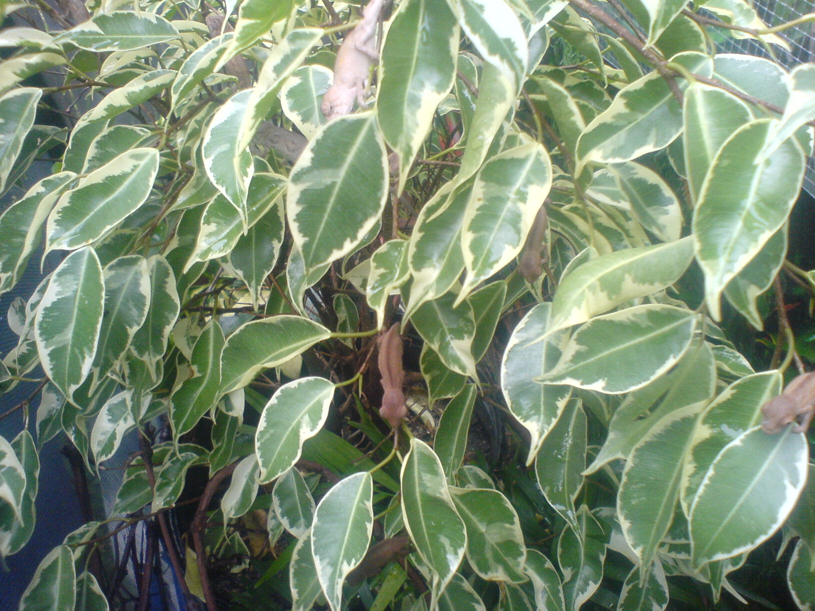 Mafana tree