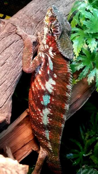 Magma - Tamatave Male