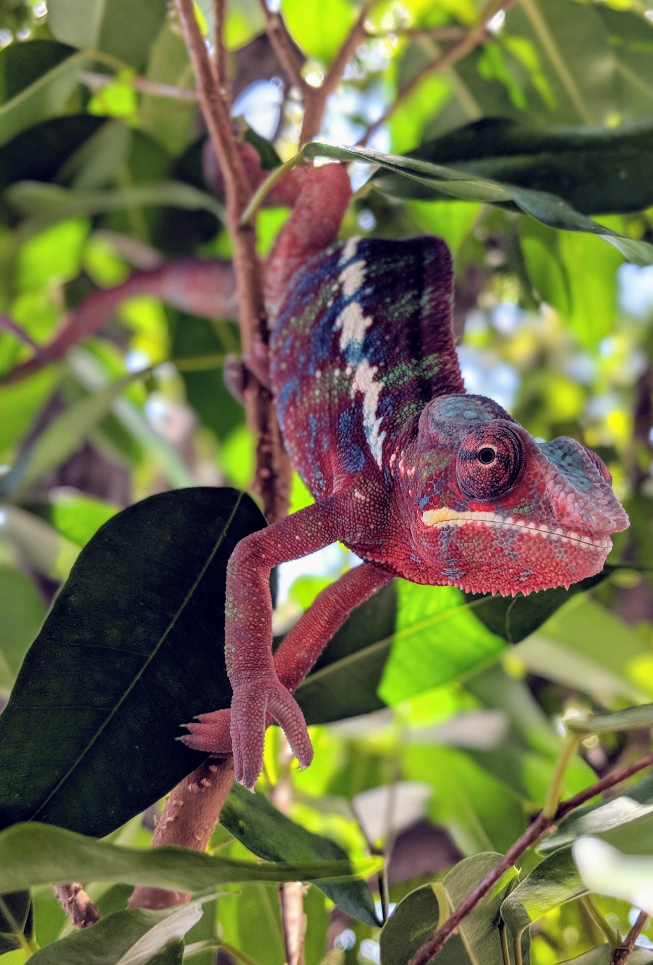 Mai Tai hanging out in his ficus