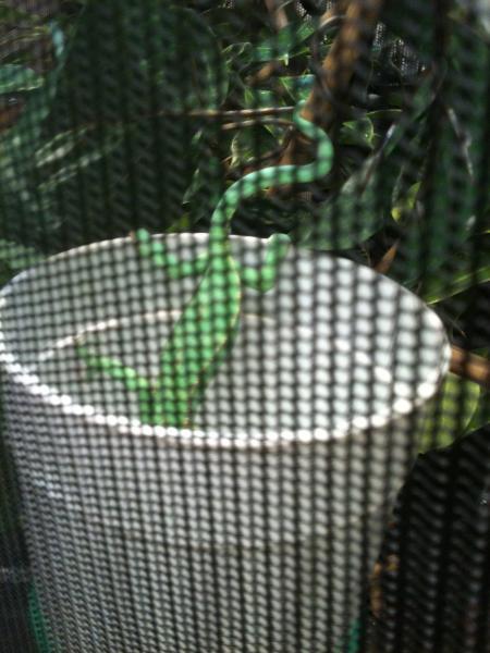Make sure your little one can get into the cup or hang from a place to eat.