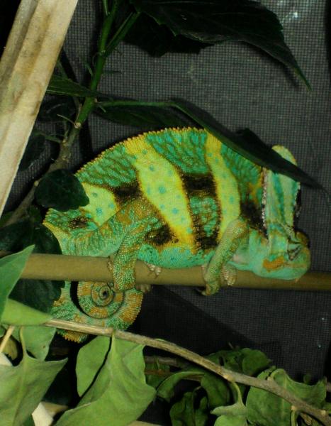 Mako after 12 days looking alot better, still lean though but on a come up.. almost ready for bed, most his pajama colors are in