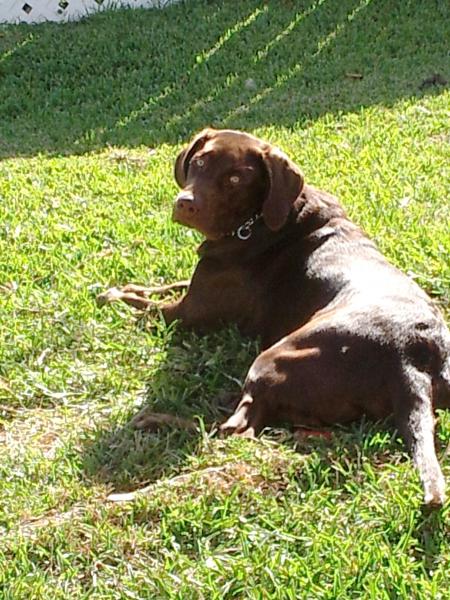 Mako vida de perro 2