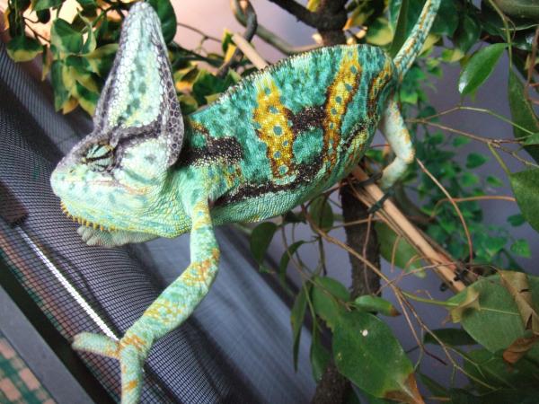 Male, about a year old, here, taken in September .