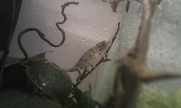 Male Ambilobe 2-3 months old.