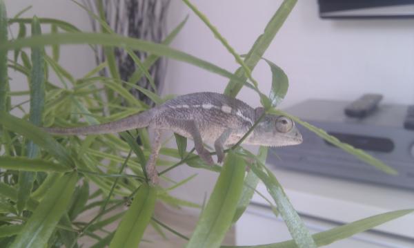 Male Ambilobe 2-3 months old.