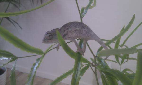 Male Ambilobe 2-3 months old.