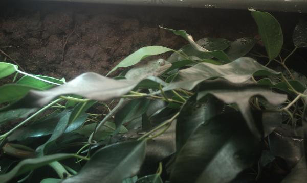 Male Ambilobe 2-3 months old.