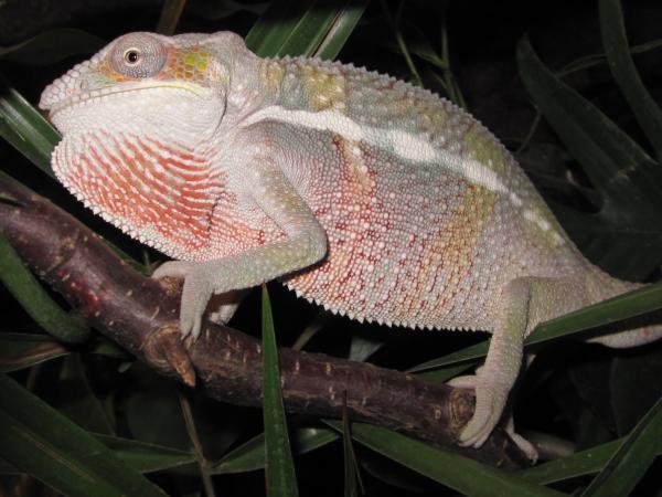 Male Ambilobe 4-5 months old.