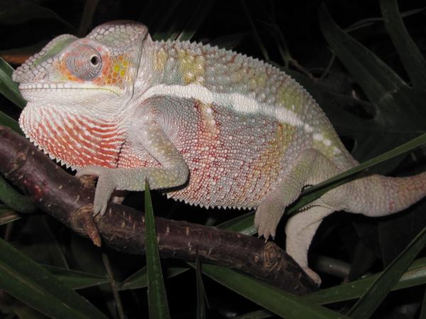 Male Ambilobe 4-5 months old.