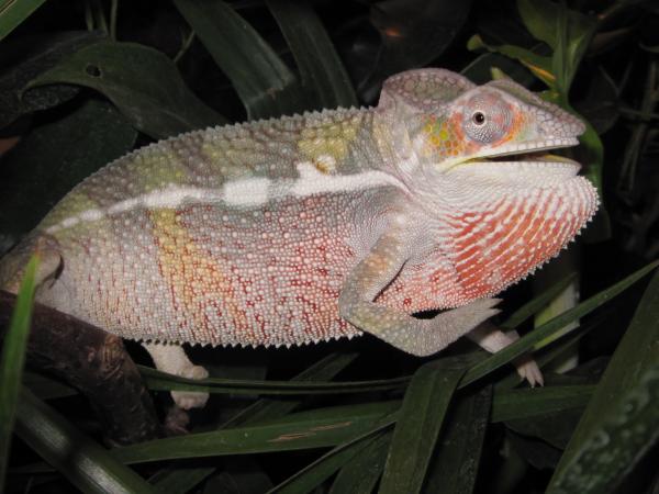 Male Ambilobe 4-5 months old.