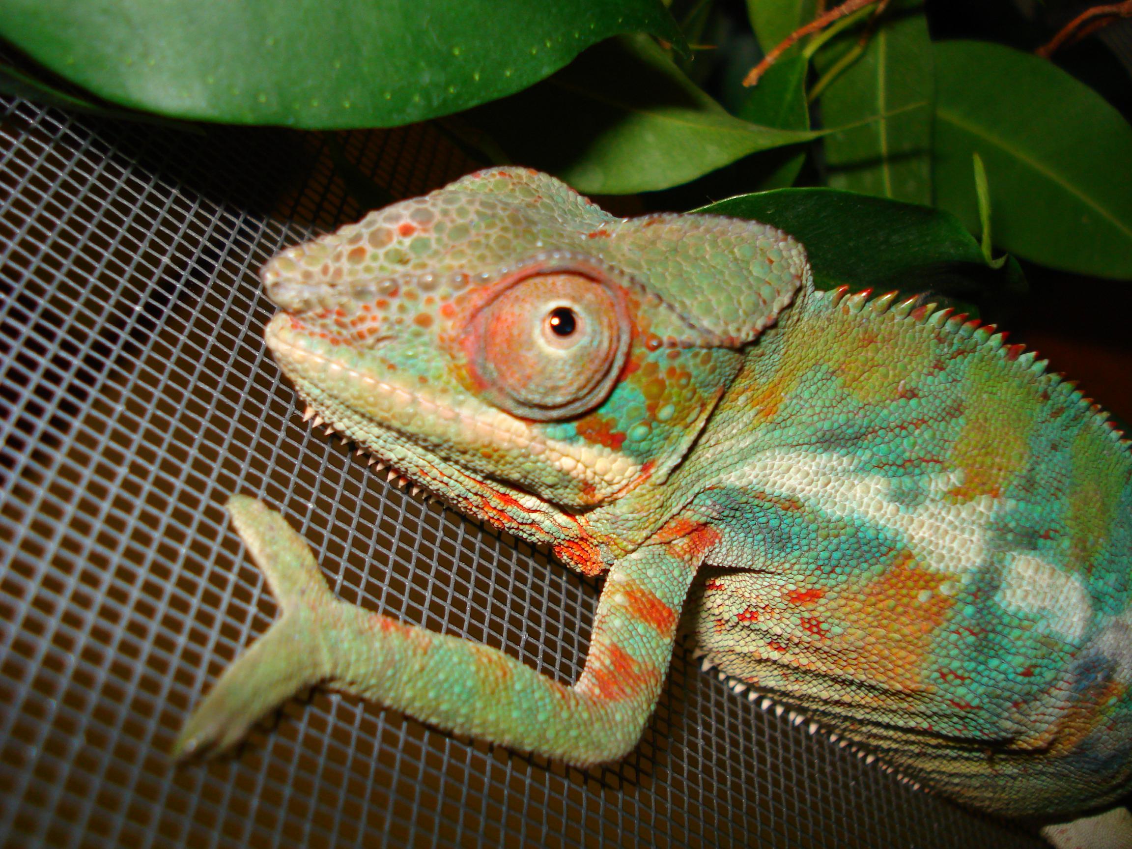 Male Ambilobe Male ~6 months