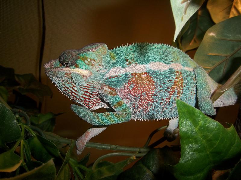 Male Ambilobe