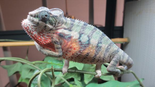 Male BB Ambilobe sired by Sherlock and Irene