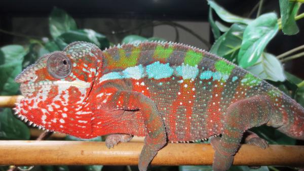 Male BB Ambilobe sired by Sherlock and Irene