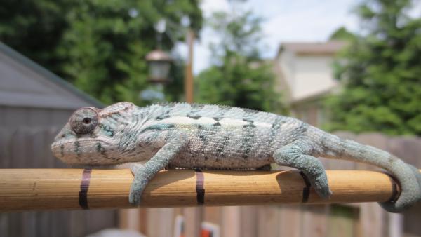 Male BB Ambilobe sired by Sherlock