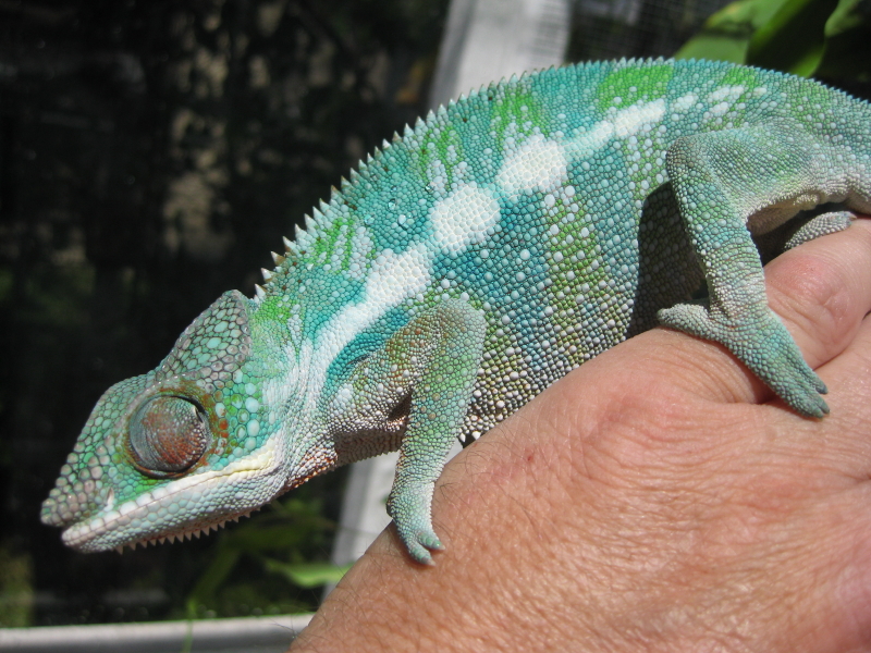 Male Blue Bar