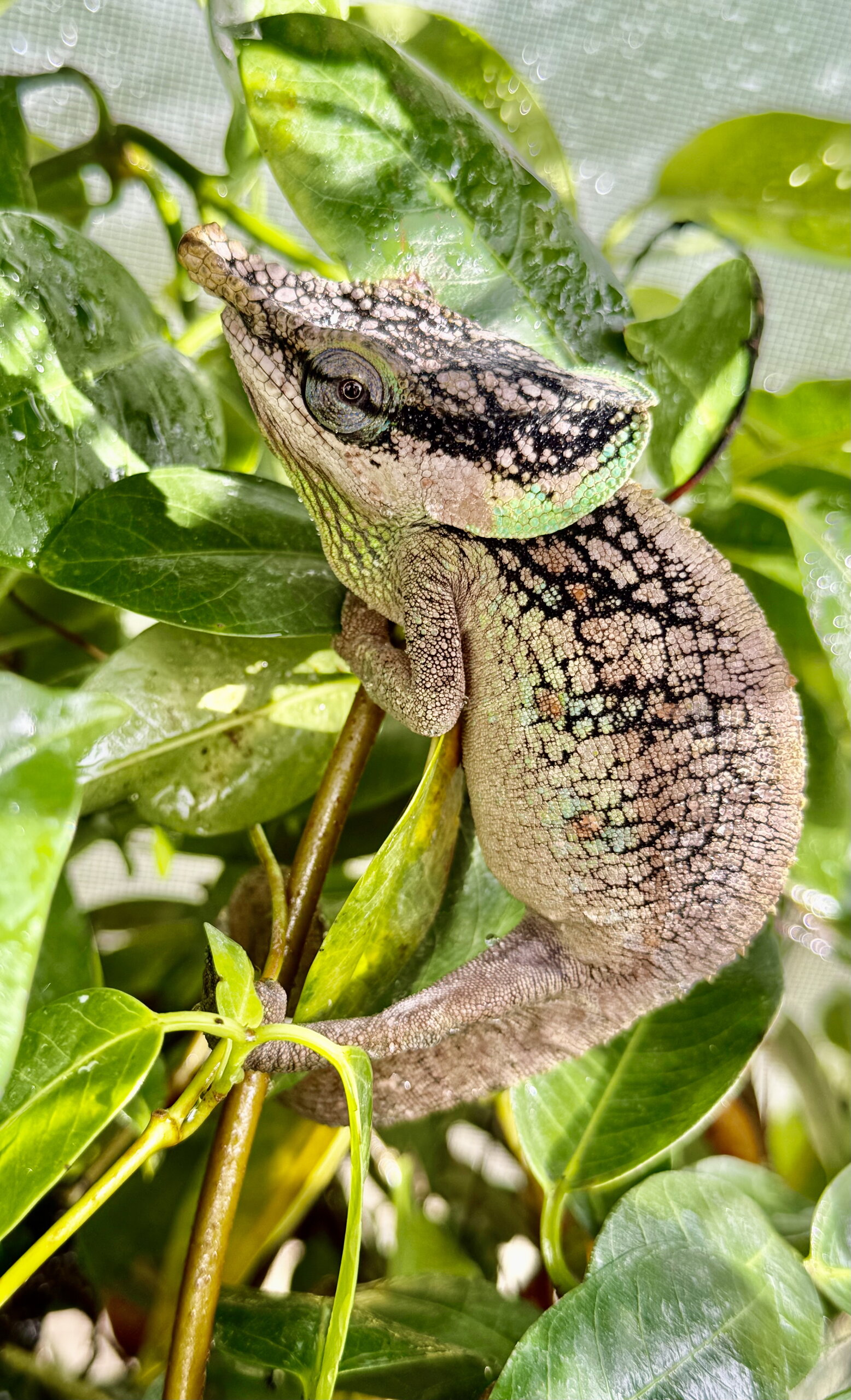 Male calumma malthe