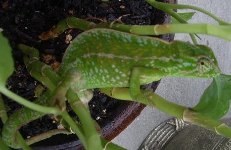 male carpet