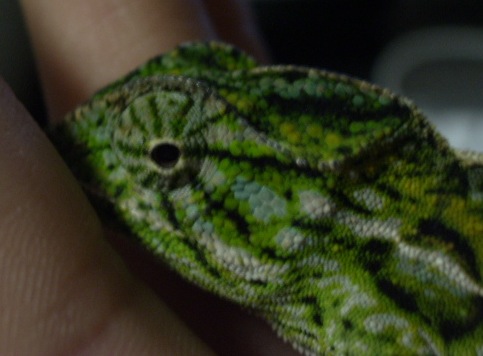 male carpet