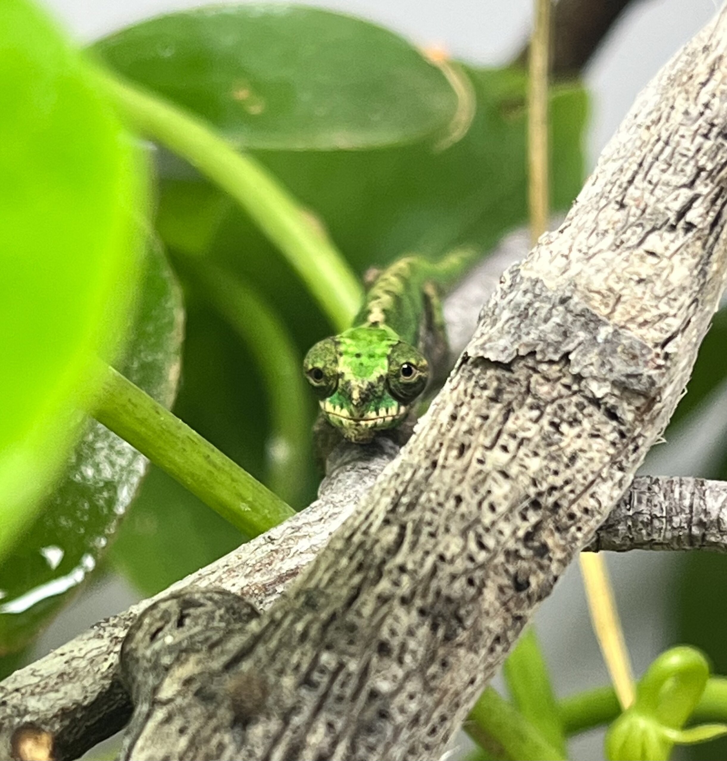 Male CBB calumma roaloko watching carefully