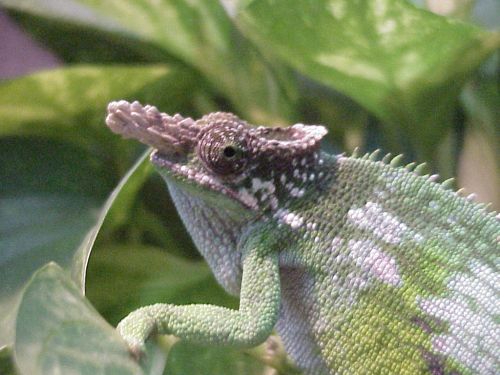 Male Fischer's Chameleon