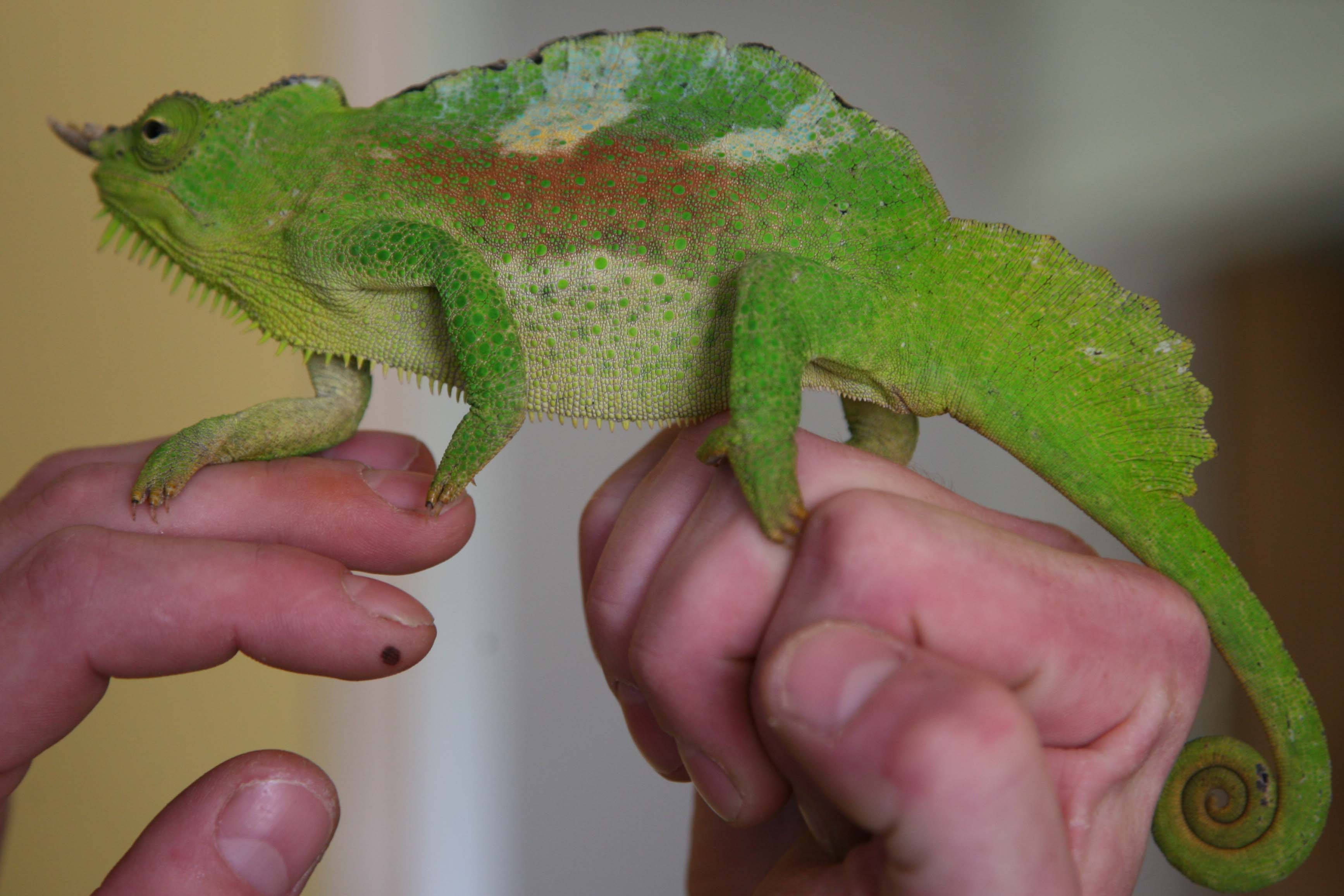 Male Four Horned Chameleon