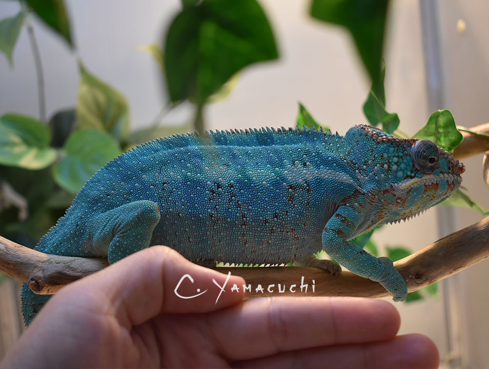 Male from wild caught female!