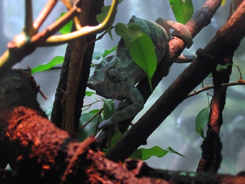 Male Furcifer balteatus