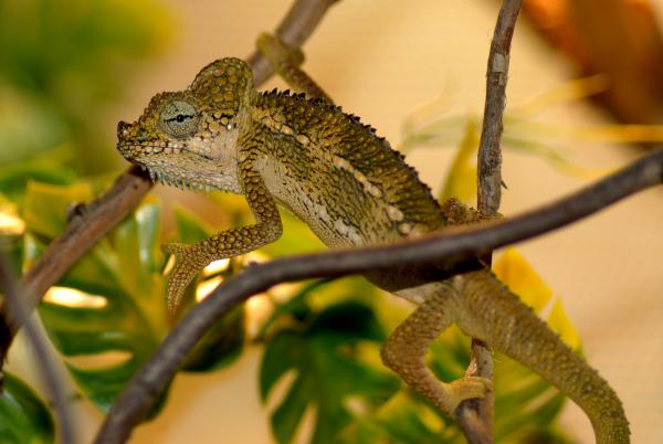 male hoenelii