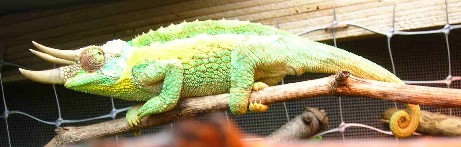 male jacksonii jacksonii got from mike at fl chams