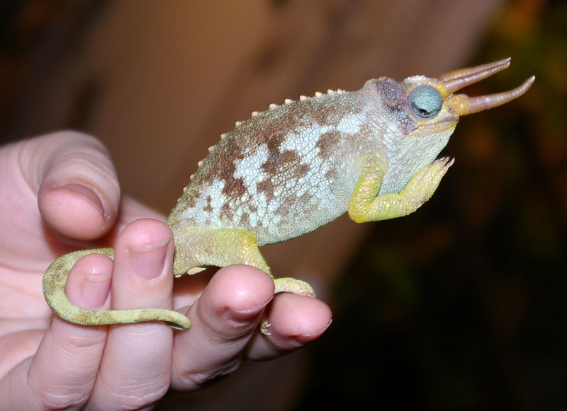 male jacksonii merumontanus