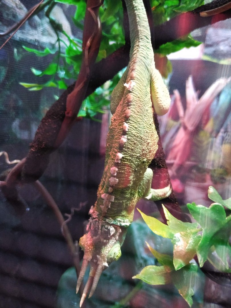 Male Jackson's Chameleon