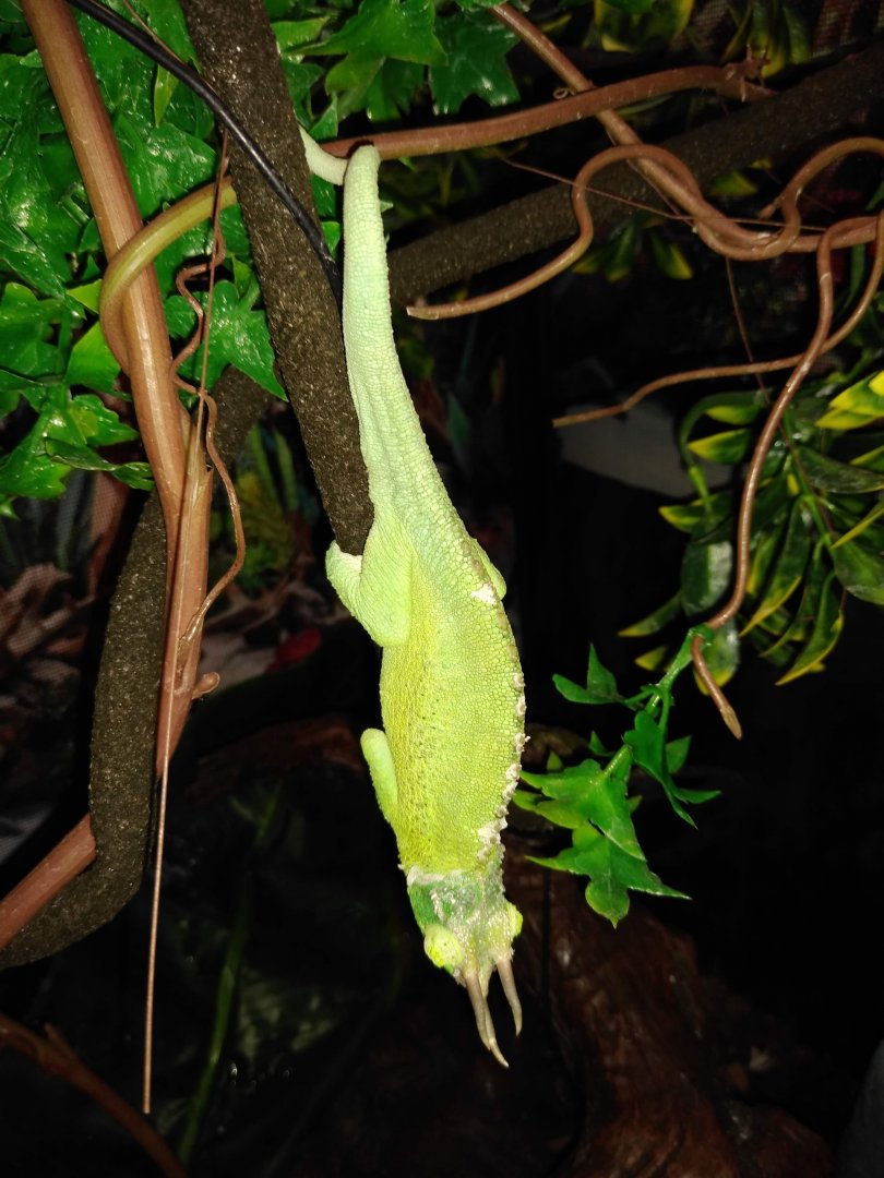 Male Jackson's Chameleon