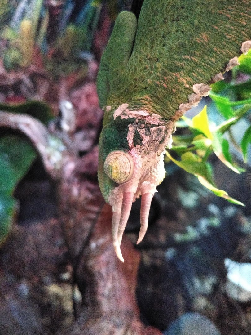 Male Jackson's Chameleon