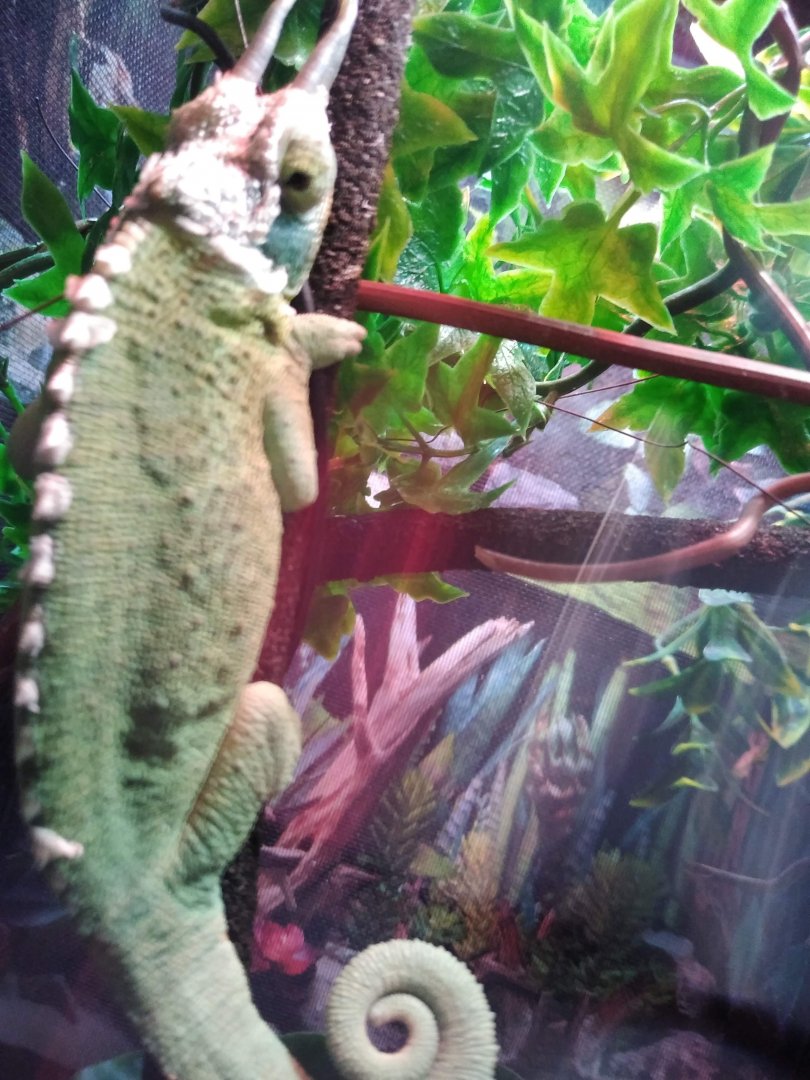 Male Jackson's Chameleon