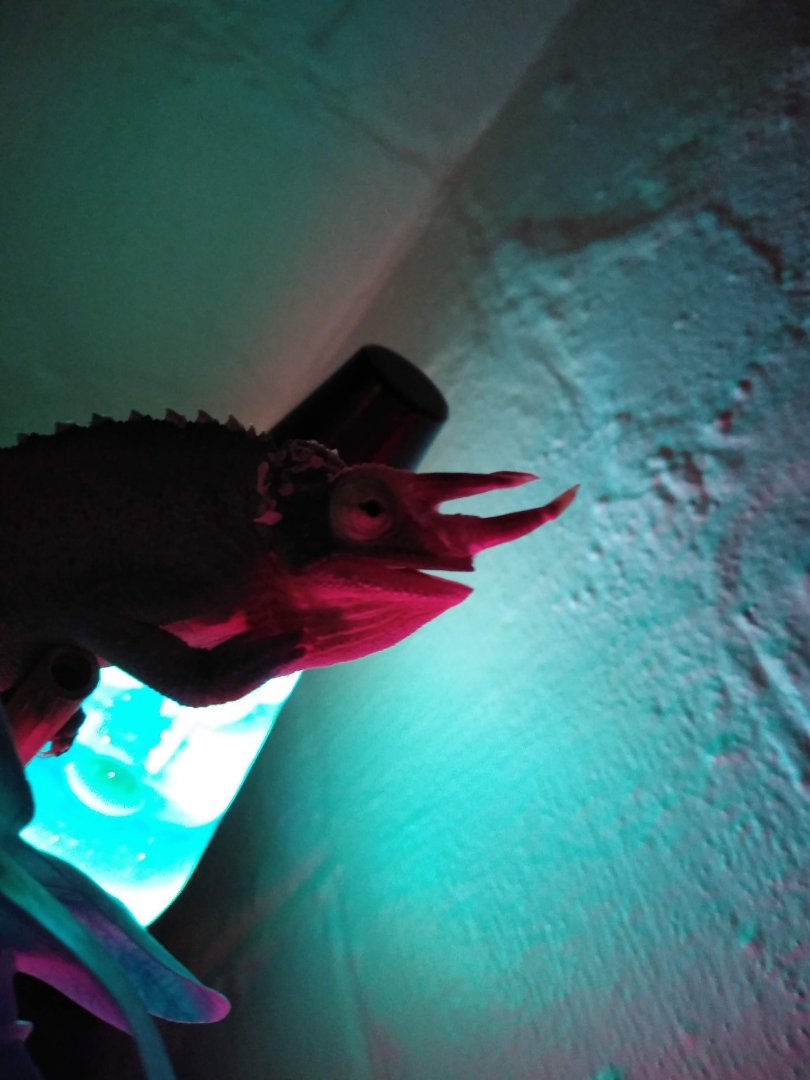 Male Jackson's Chameleon