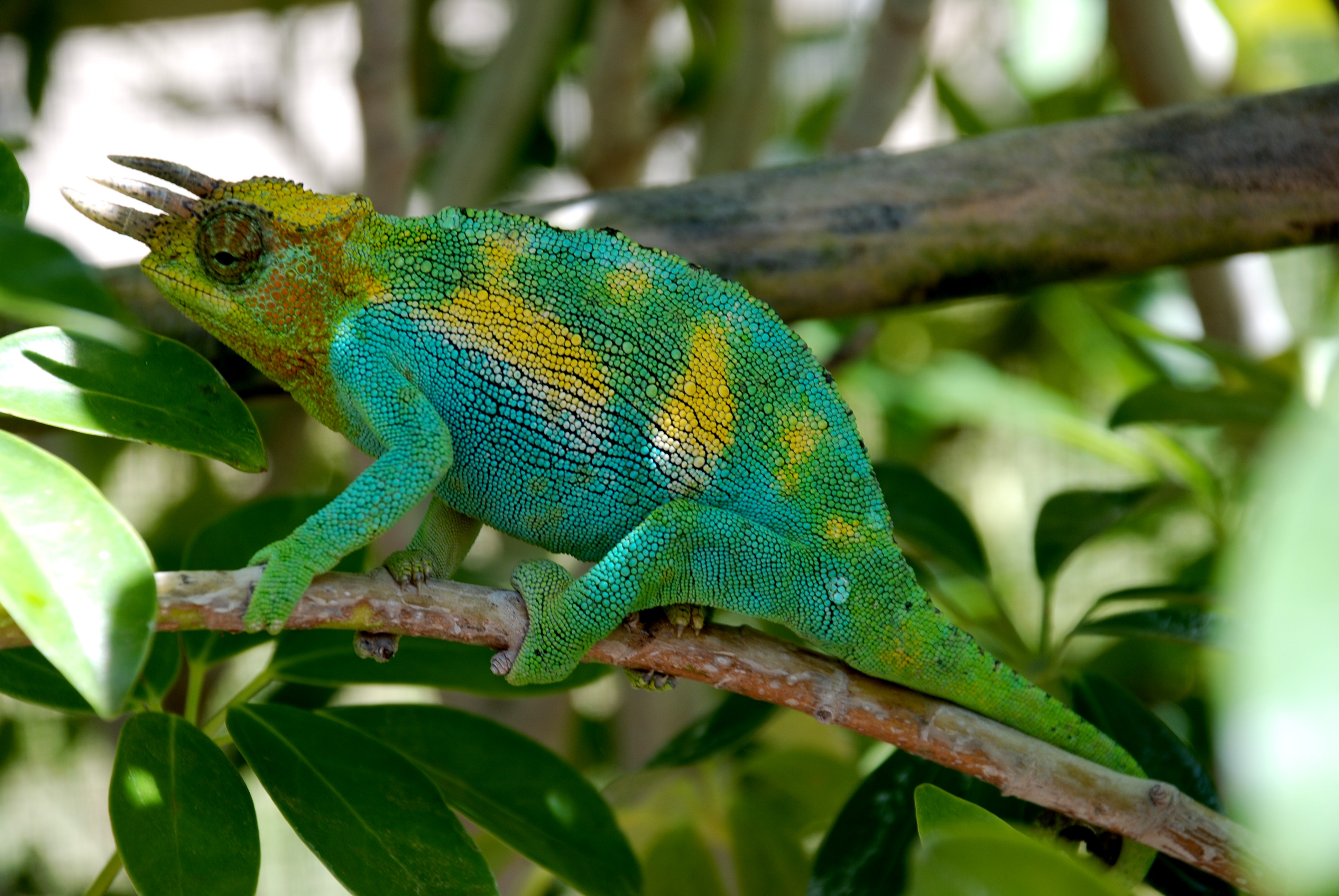 Male Johnstons Chameleon