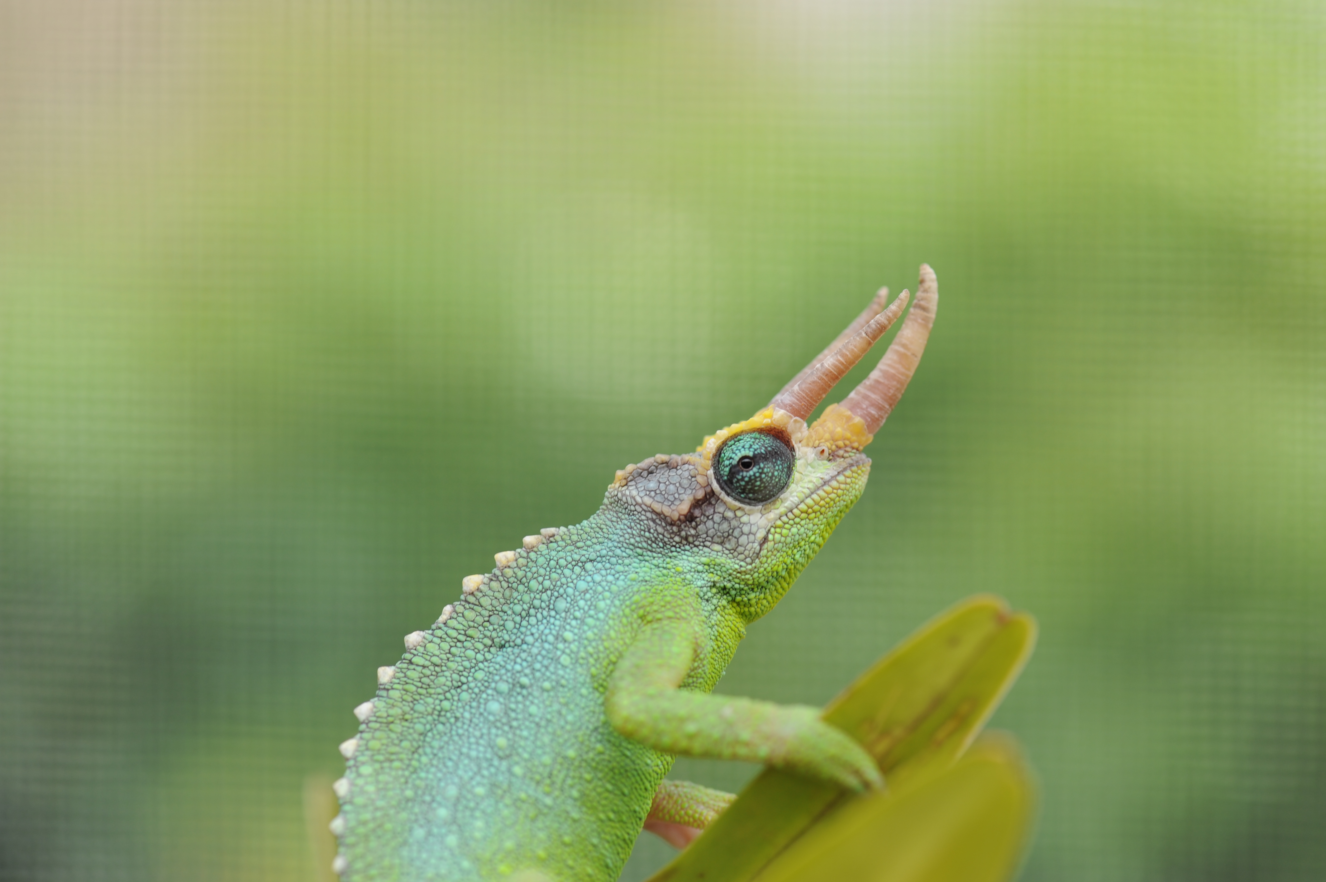 Male Meru