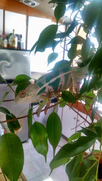 Male Nosy Faly x BB Ambilobe